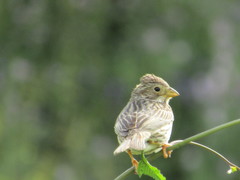 Emberiza calandra