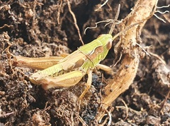 Chorthippus apicalis