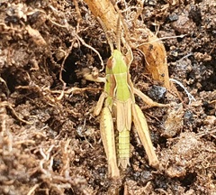 Chorthippus apicalis