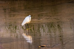 Egretta garzetta