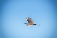 Egretta garzetta