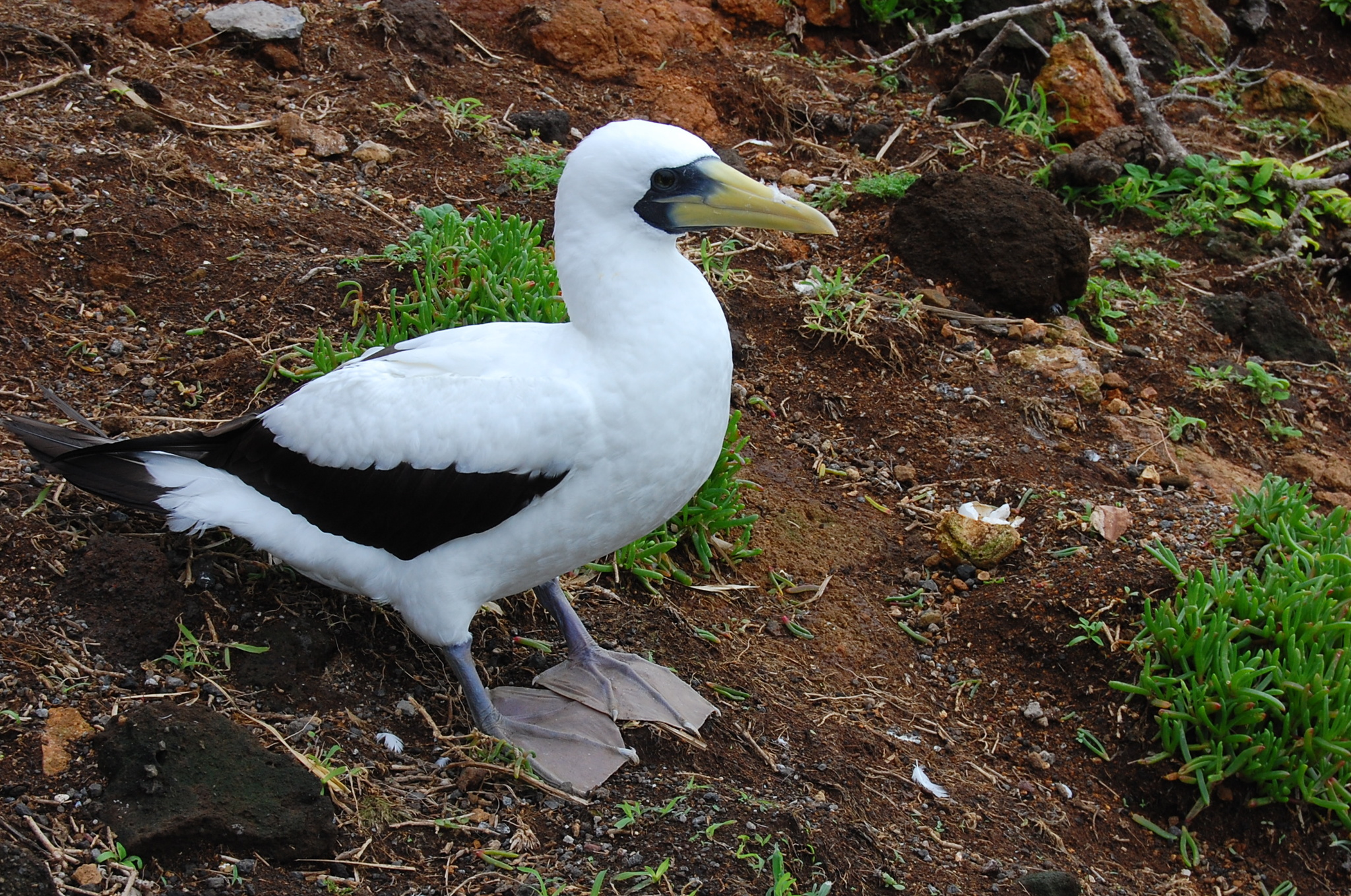 Tasman Masked Booby (Subspecies Sula dactylatra tasmani) · iNaturalist