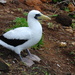 Tasman Masked Booby - Photo (c) Warren Chinn, some rights reserved (CC BY-NC), uploaded by Warren Chinn