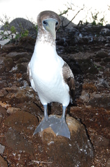 Sula dactylatra tasmani