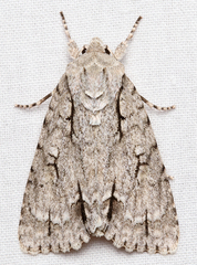 Acronicta laetifica