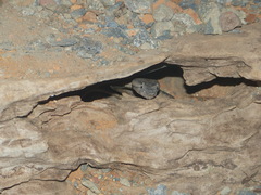 Black-Tailed Horned Pitviper photo 5
