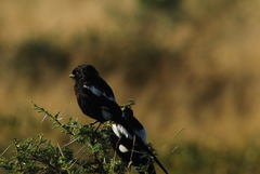 Lanius melanoleucus melanoleucus