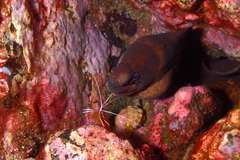 Gymnothorax unicolor