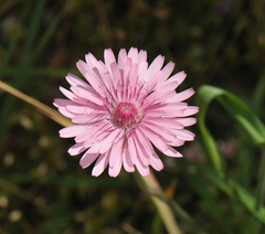 Crepis rubra
