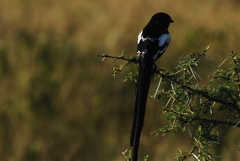 Lanius melanoleucus melanoleucus