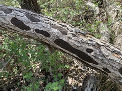 Biscogniauxia atropunctata