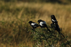 Lanius melanoleucus melanoleucus