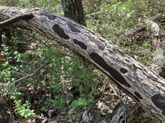 Biscogniauxia atropunctata