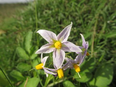 Solanum commersonii