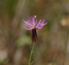 Crupina crupinastrum