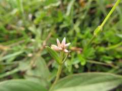Pfaffia tuberosa