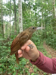 Xiphorhynchus elegans