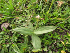 Pfaffia tuberosa