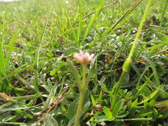 Pfaffia tuberosa