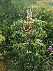 Lupinus albus