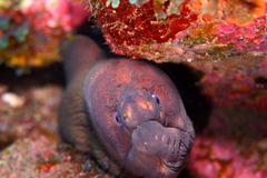Gymnothorax unicolor