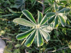 Lupinus albus