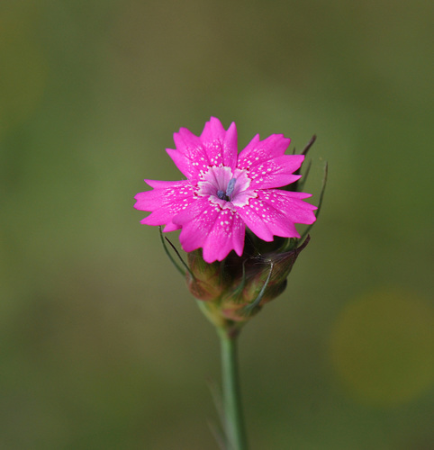 Dianthus viscidus, photograph 1