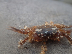 Cyclograpsus