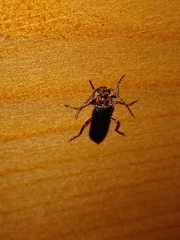 Cantharis paulinoi