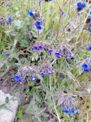 Anchusa hybrida