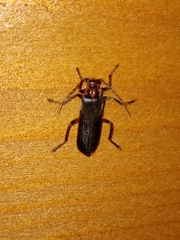 Cantharis paulinoi