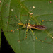 Reduviidae - Photo (c) Karl Kroeker, μερικά δικαιώματα διατηρούνται (CC BY-NC), uploaded by Karl Kroeker