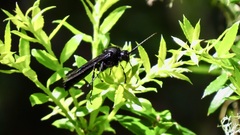 Elaphroptera nigripennis
