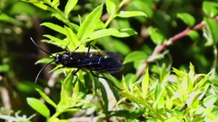 Elaphroptera nigripennis
