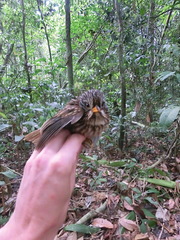 Malacoptila semicincta