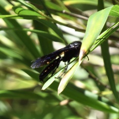 Elaphroptera nigripennis