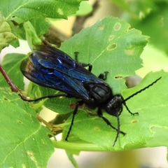 Elaphroptera nigripennis