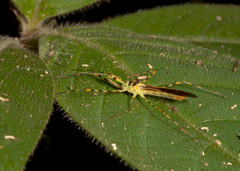 Zelus nigromaculatus