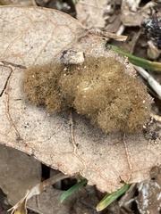 Druon quercuslanigerum