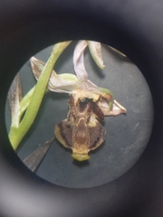 Ophrys scolopax image