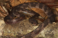 Stolickza's Stream Snake photo 3