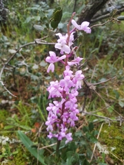 Orchis mascula laxifloriformis
