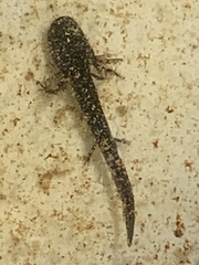 Ambystoma opacum