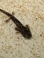 Ambystoma opacum