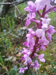 Orchis mascula laxifloriformis