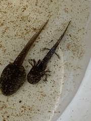 Ambystoma opacum