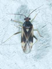 Orthotylus ornatus