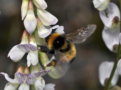 Bombus sporadicus