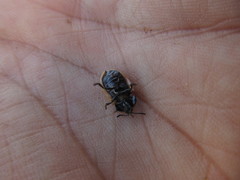 Poecilaspidella vittifera