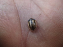 Poecilaspidella vittifera